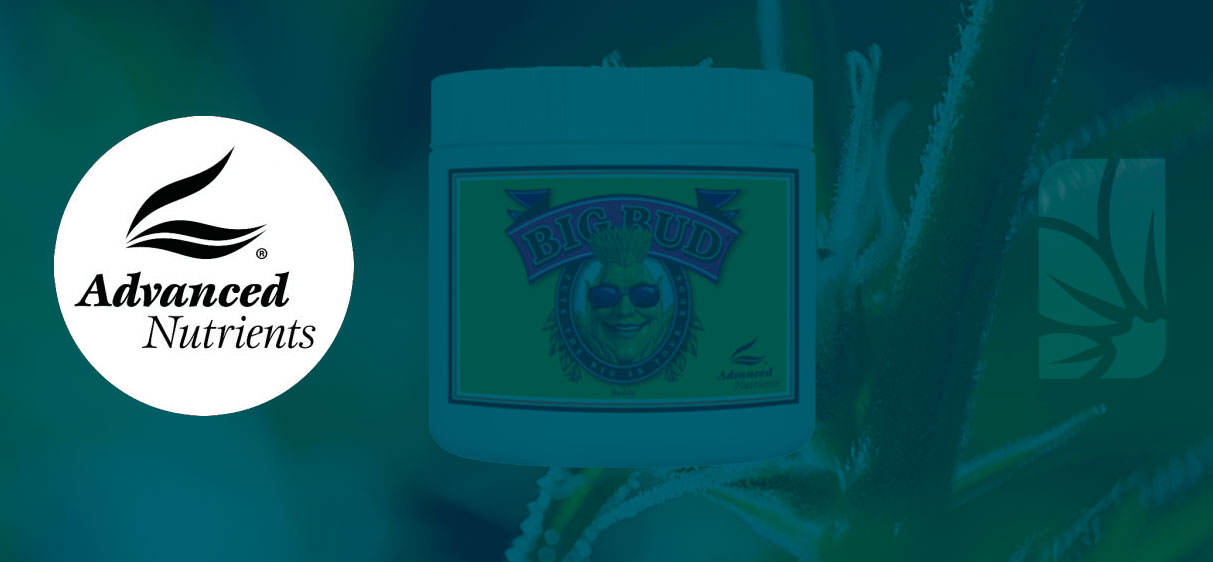 Como usar Big Bud Powder em pó da Advanced Nutrients