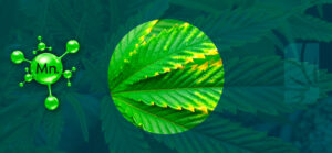 Manganese nella cannabis: carenza ed eccesso