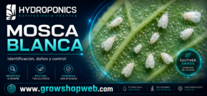 Mosca Blanca: prevención y solución en Cultivos