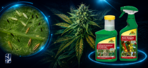 Trips en cultivo indoor