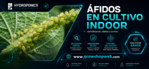 Áfidos en cultivo indoor – Prevención y Control