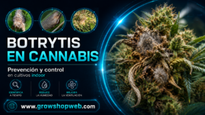 Botrytis en cannabis: prevención y control