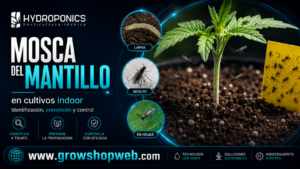Mouche du terreau sur le cannabis : guide et traitement