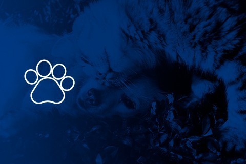 Produtos para animais de estimação - Hydroponics Blanes