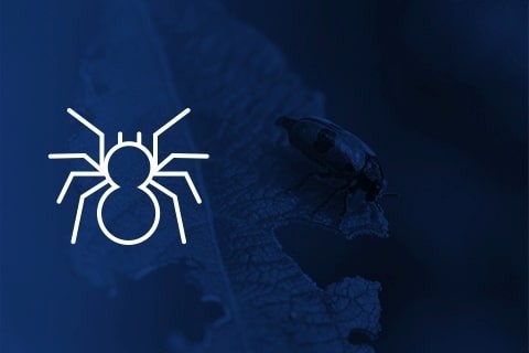 Insektizide und Fungizide für Marihuana kaufen